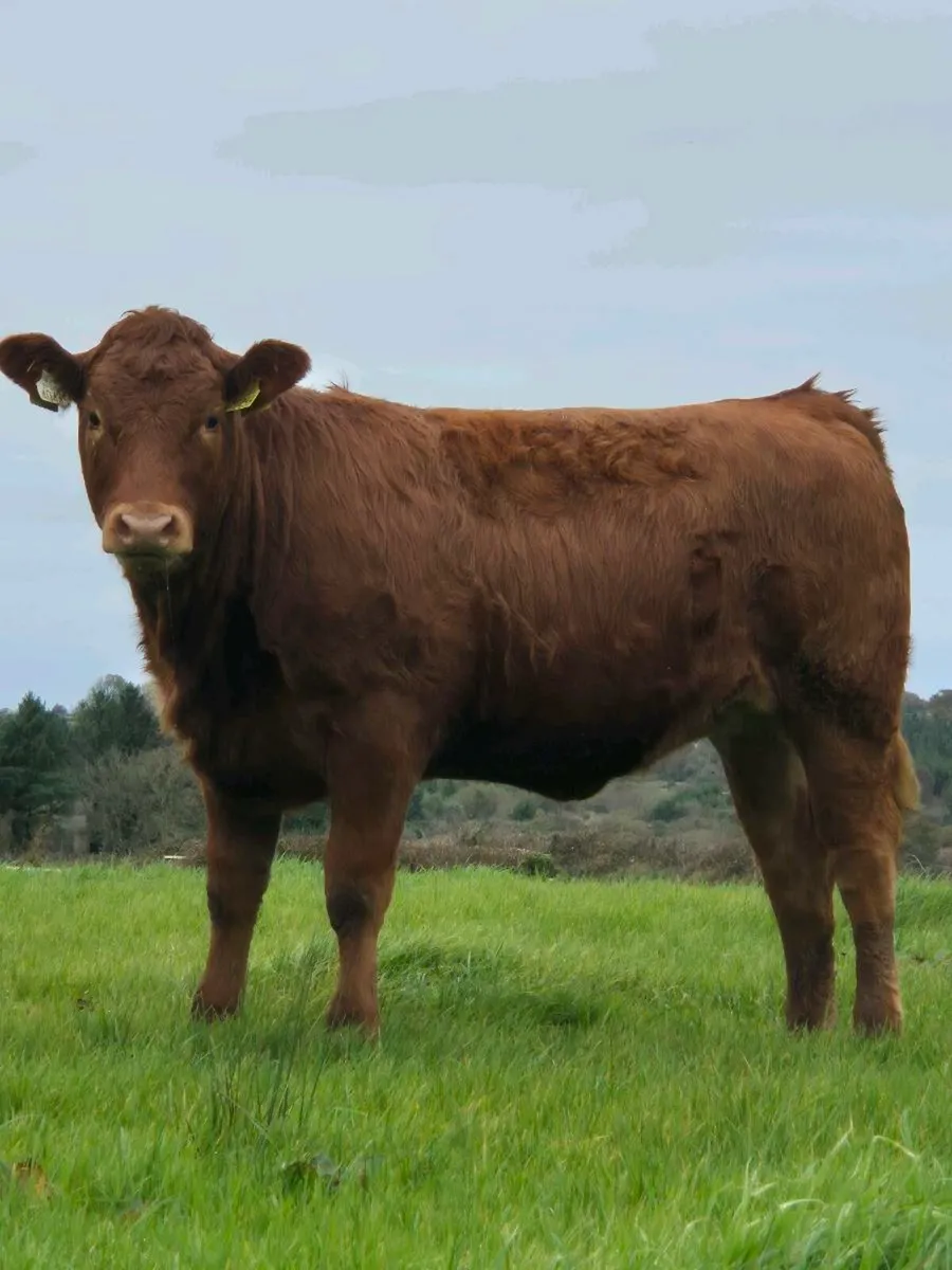 Limousin Heifers - Red & Grey (Weanlings) - Image 2