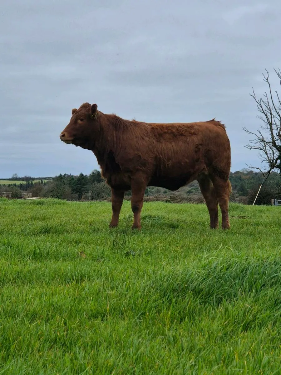 Limousin Heifers - Red & Grey (Weanlings) - Image 3