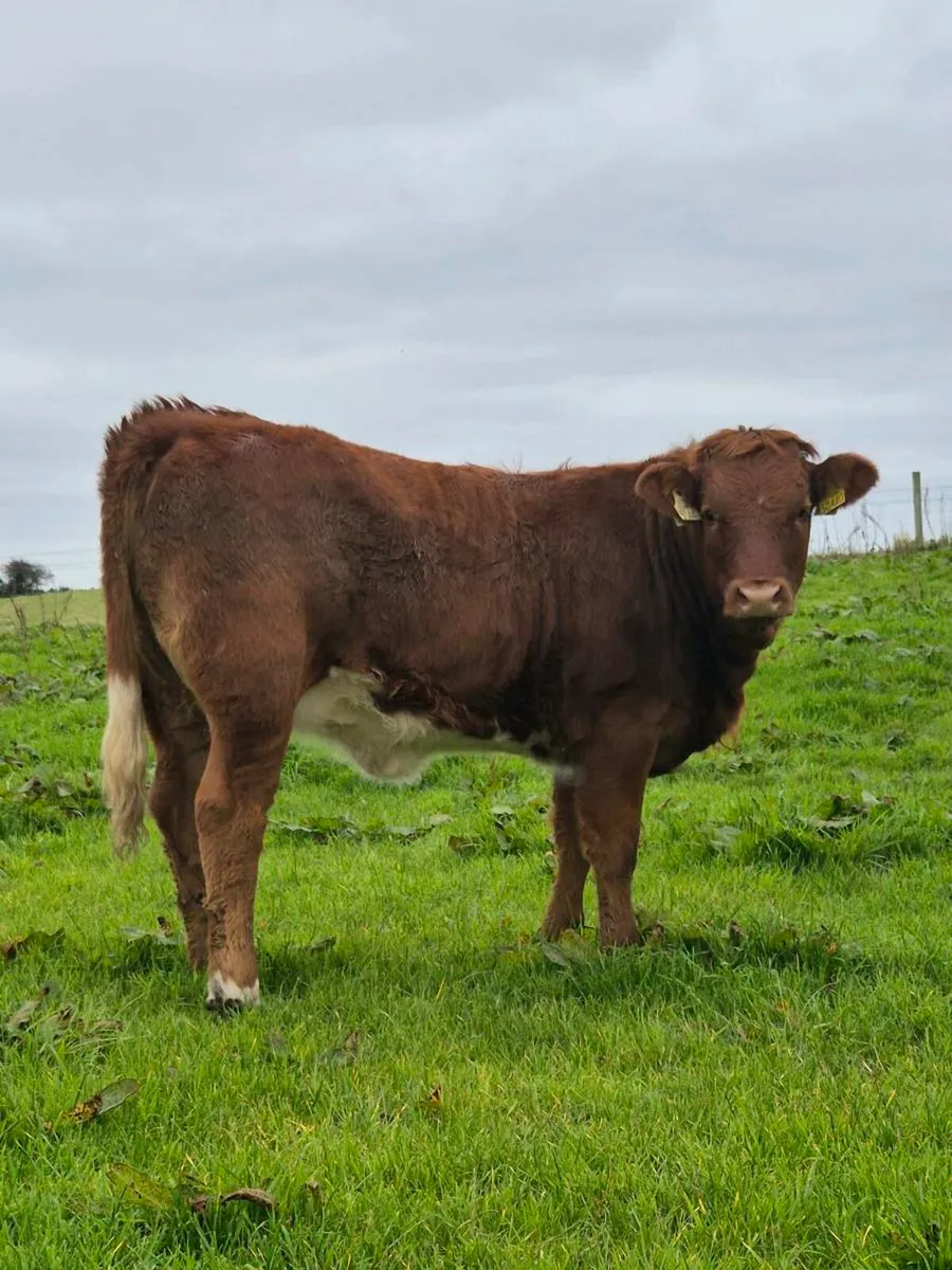 Limousin Heifers - Red & Grey (Weanlings) - Image 4