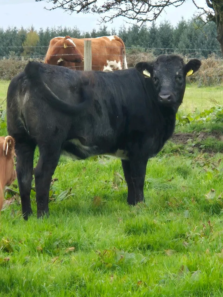 Limousin Grey Weanling Heifer - Image 2