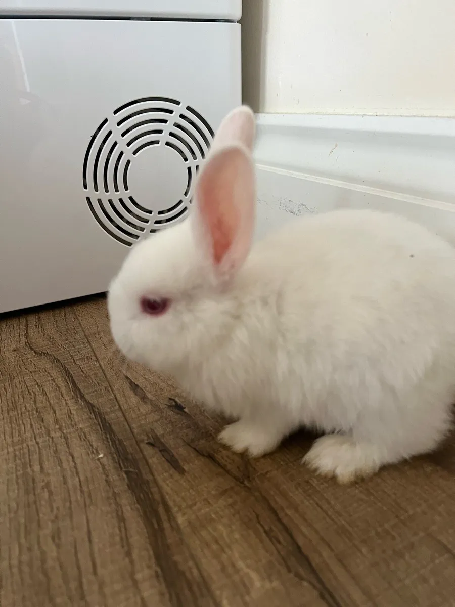 Baby bunnies - Image 1