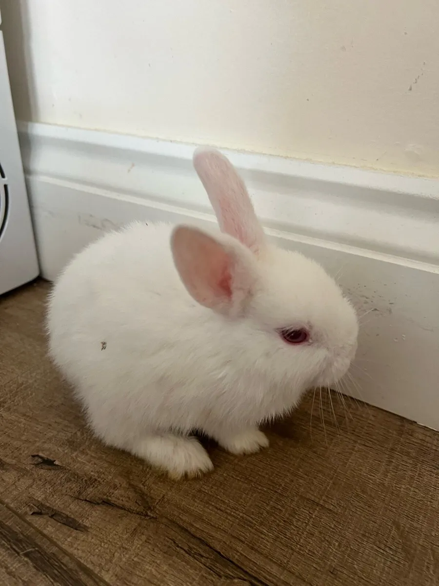 Baby bunnies - Image 2