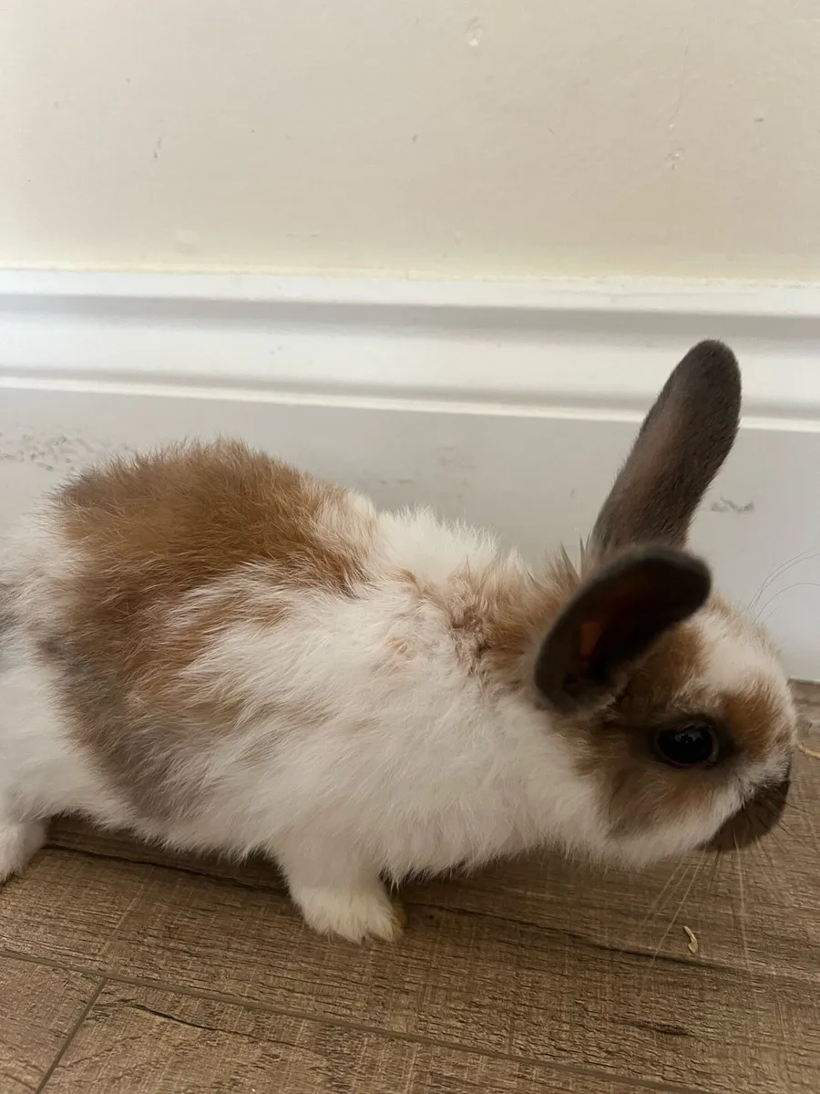 Baby bunnies - Image 3
