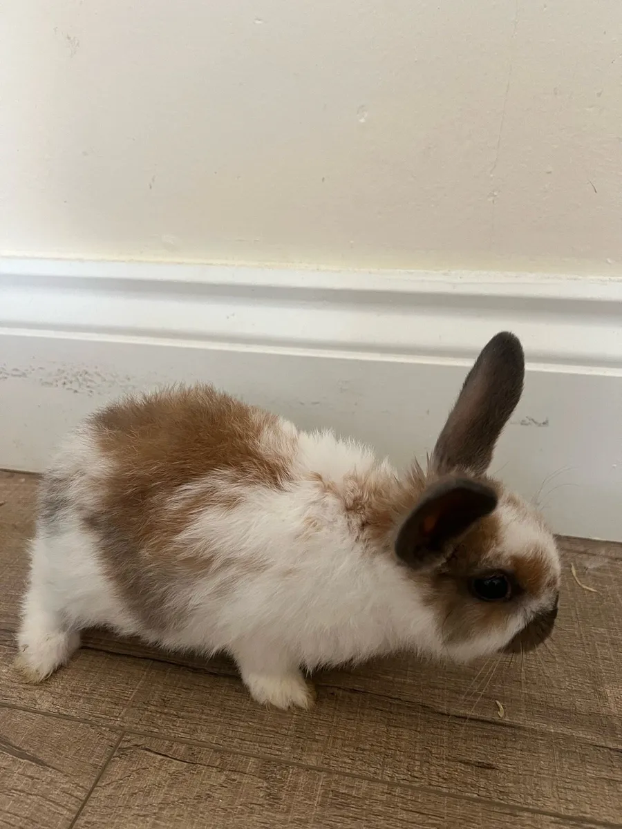 Baby bunnies - Image 4