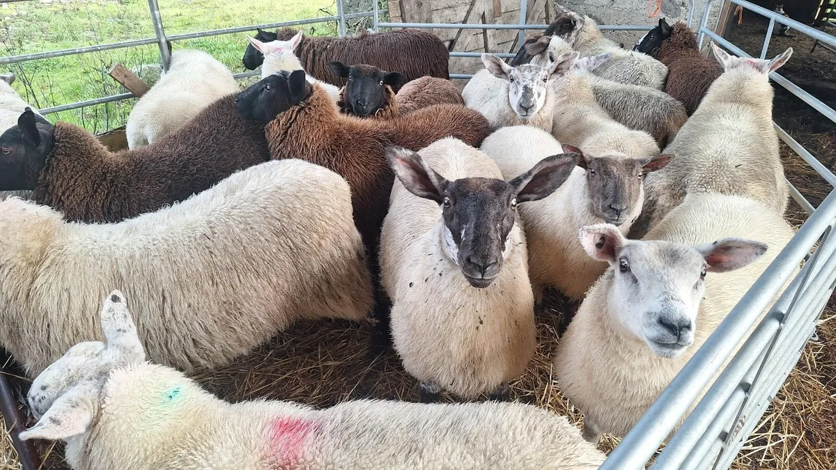 Ewe Lambs for sale - Image 3