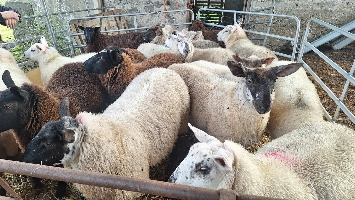 Ewe Lambs for sale - Image 4
