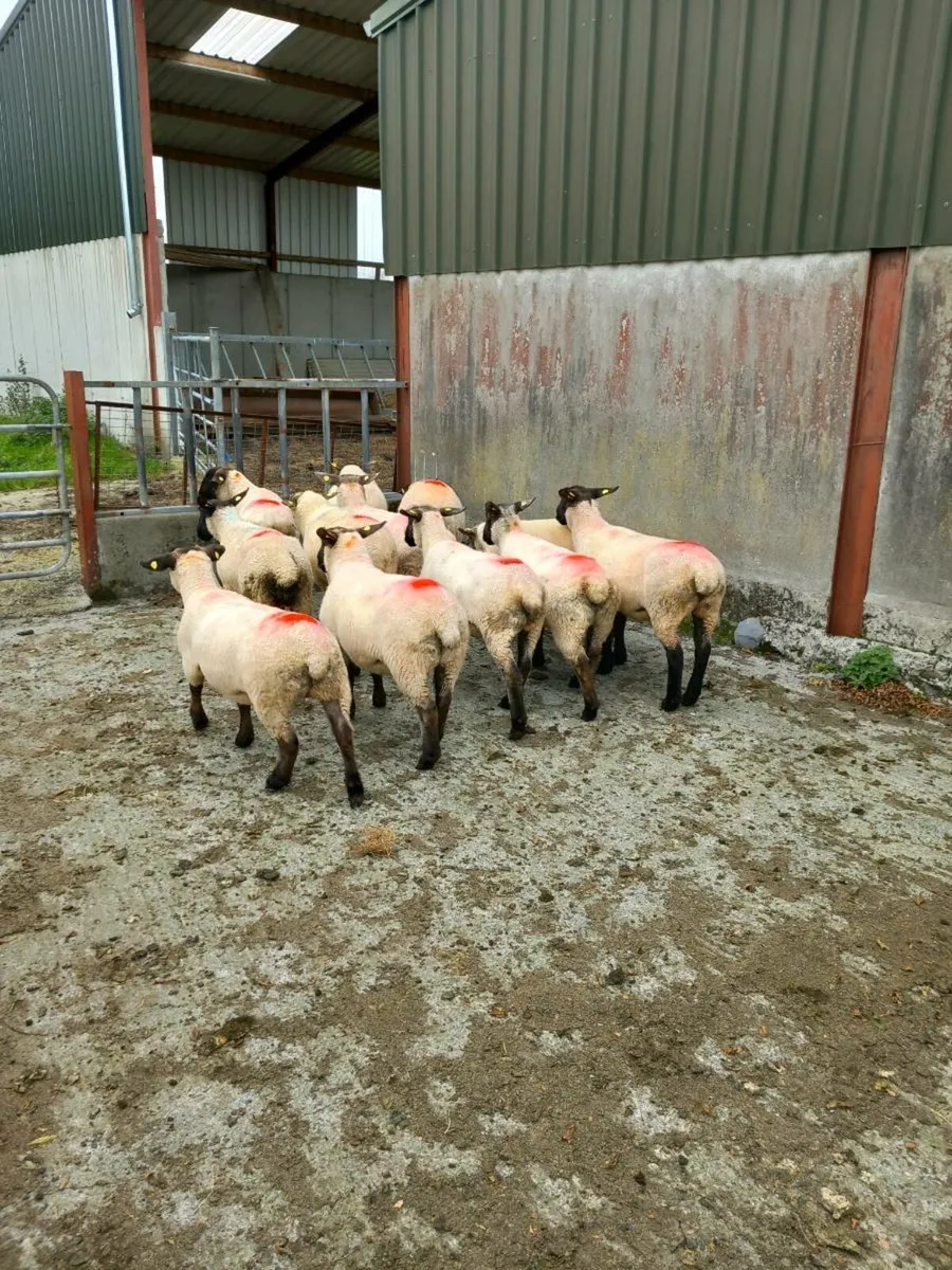 12 Ewe hoggets ready for the ram - Image 2
