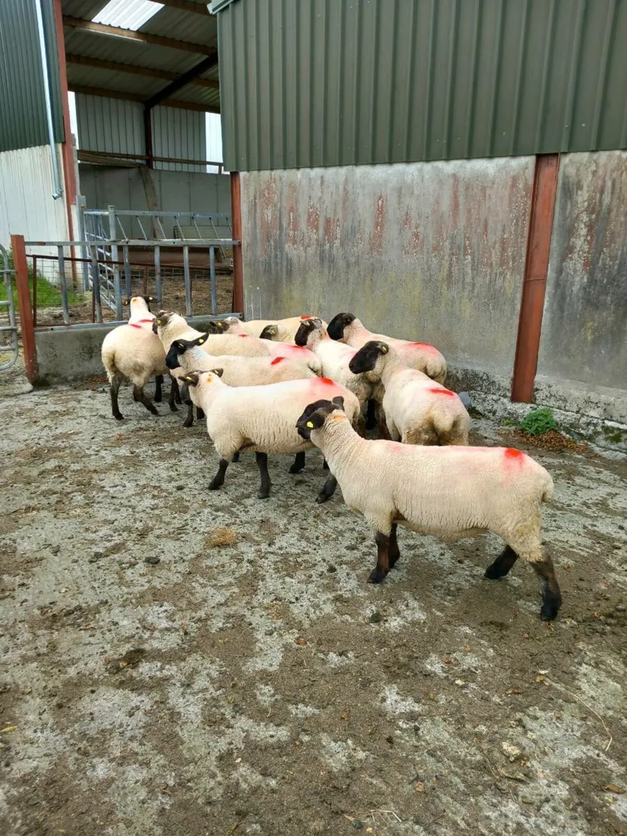 12 Ewe hoggets ready for the ram - Image 3