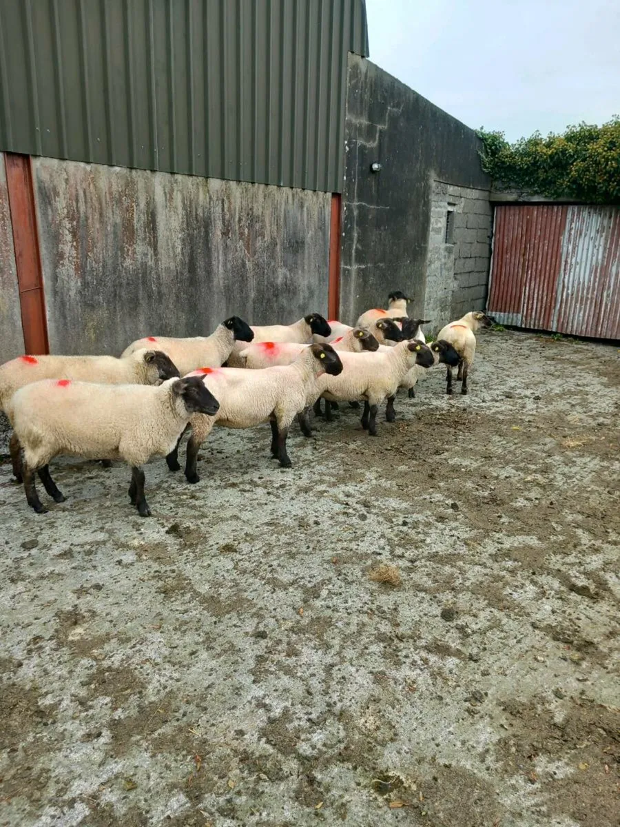 12 Ewe hoggets ready for the ram - Image 4
