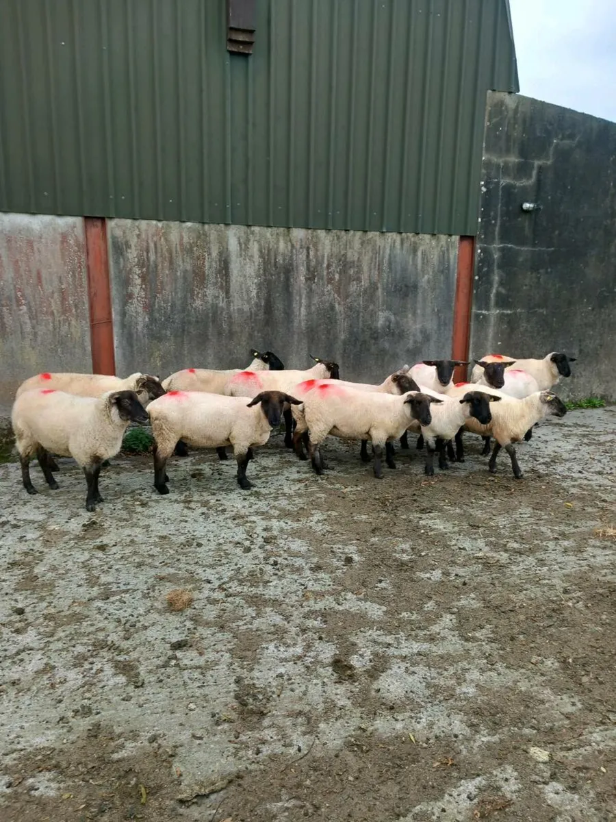 12 Ewe hoggets ready for the ram - Image 1