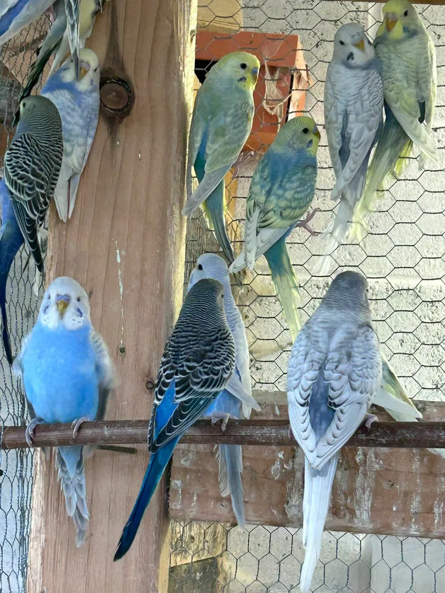 Budgies - Image 2