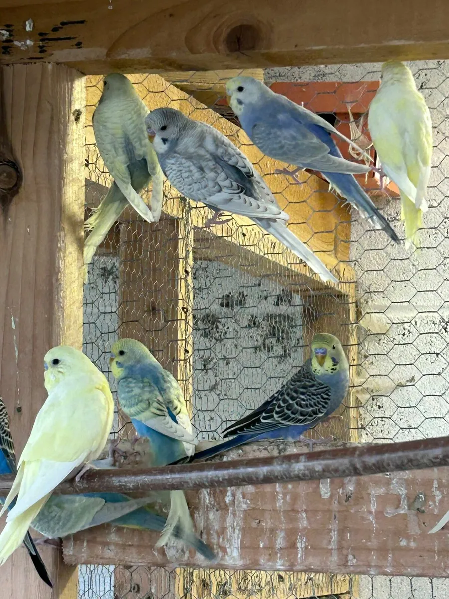 Budgies - Image 3