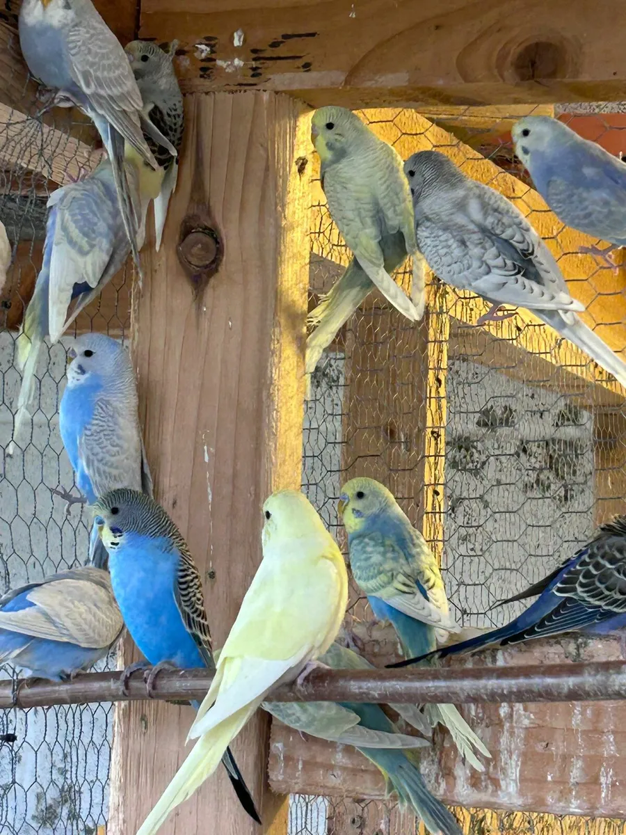 Budgies - Image 4