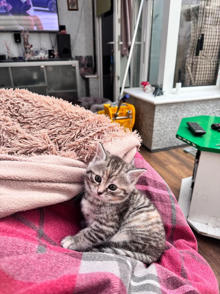 Pets - Image 2