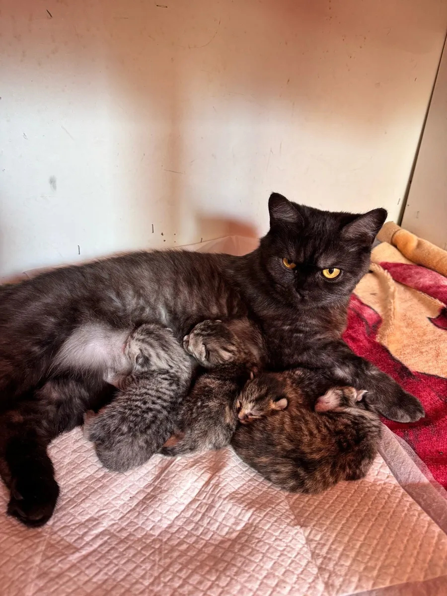 Pets - Image 3
