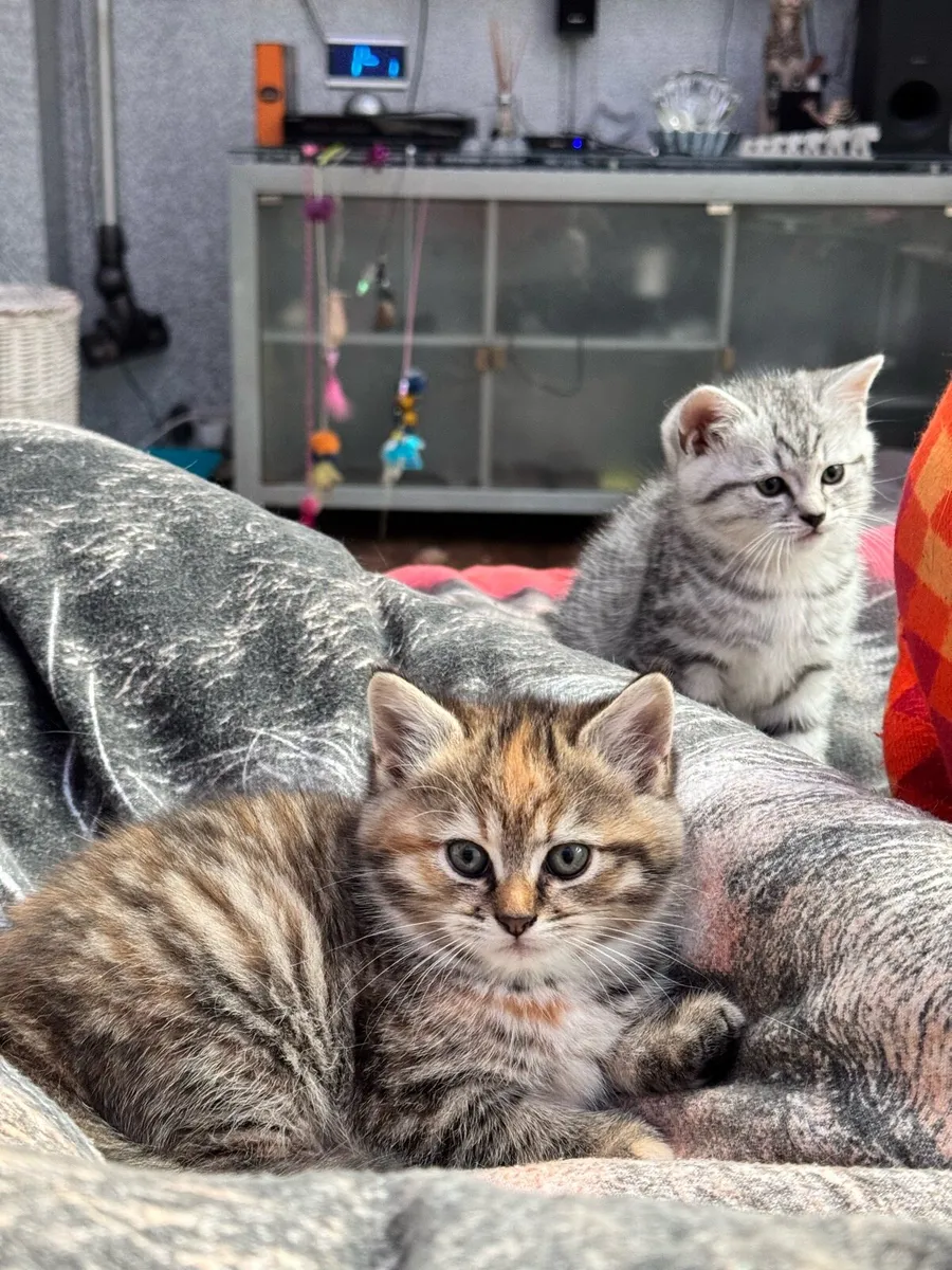 Pets - Image 1