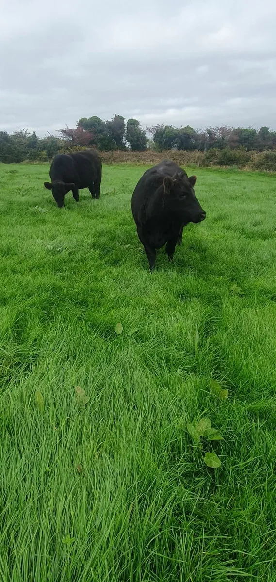 At castleisland mart next Wednesday 15th October - Image 3