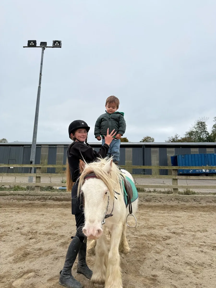 Bombproof pony - Image 1