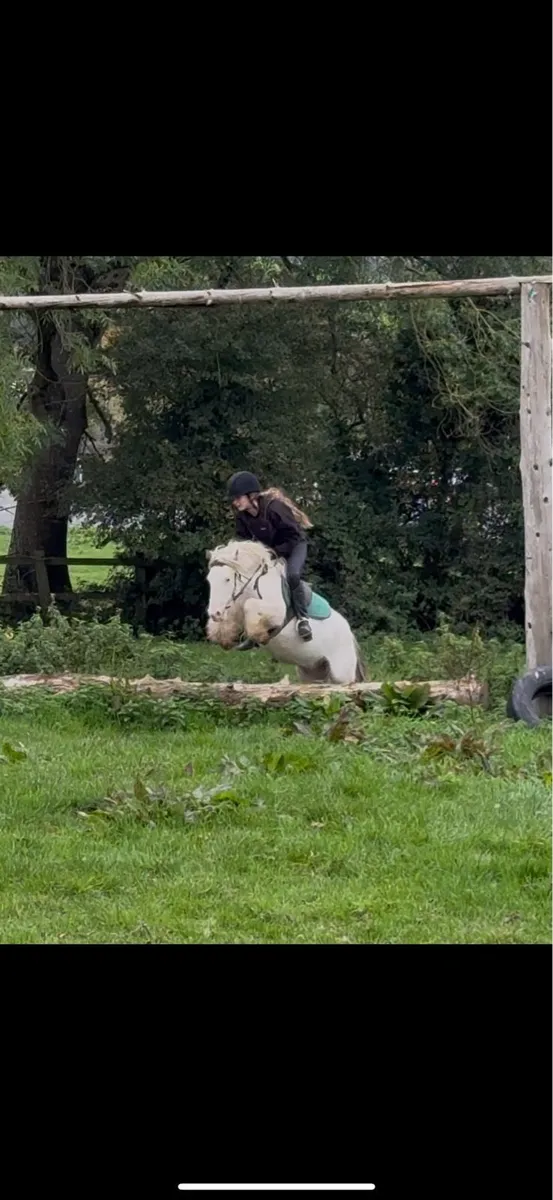 Bombproof pony - Image 2