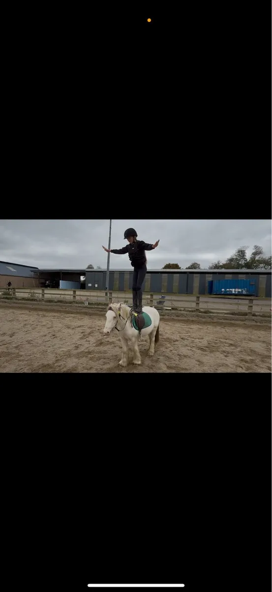 Bombproof pony - Image 3