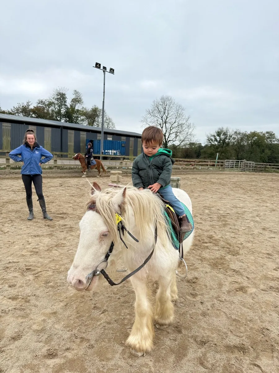 Bombproof pony - Image 4