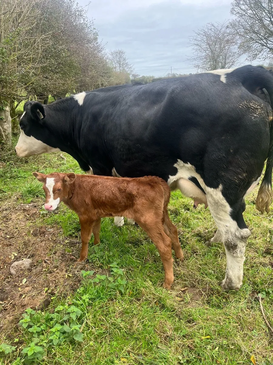 Belgium blue heifers - Image 1