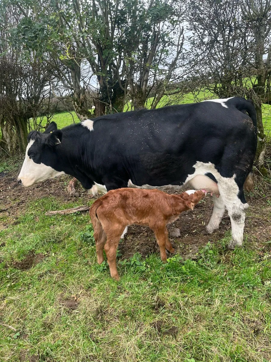 Belgium blue heifers - Image 2