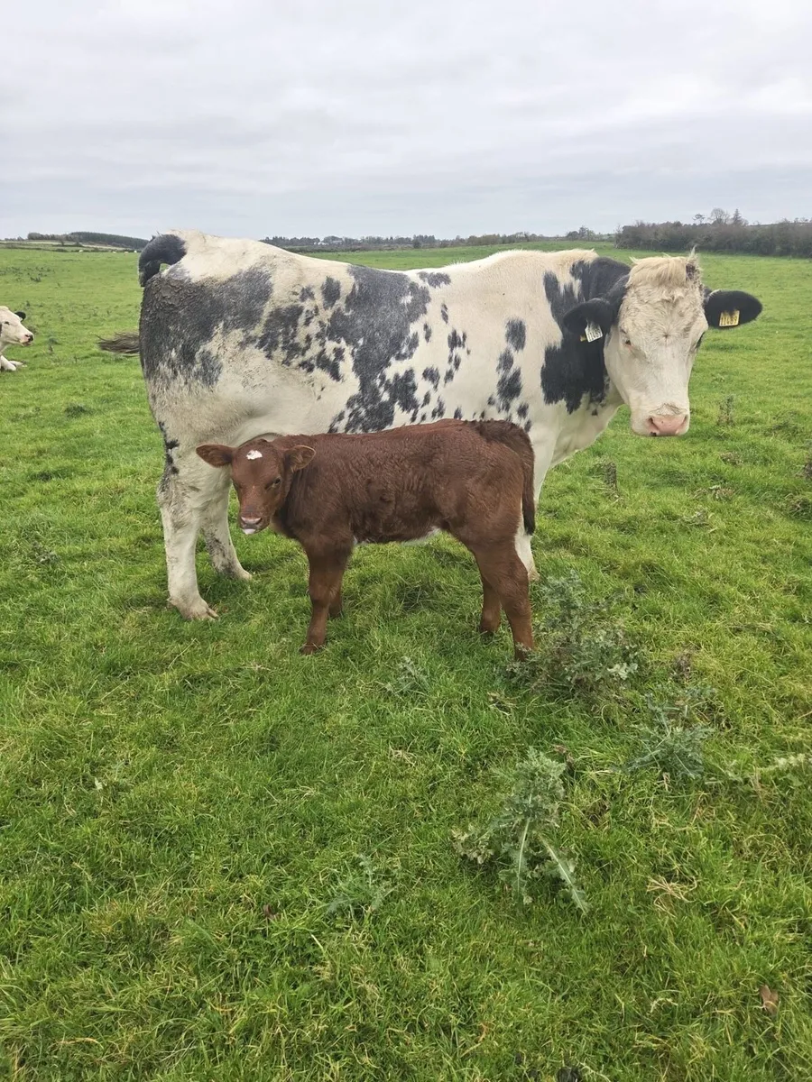 Belgium blue heifers - Image 3