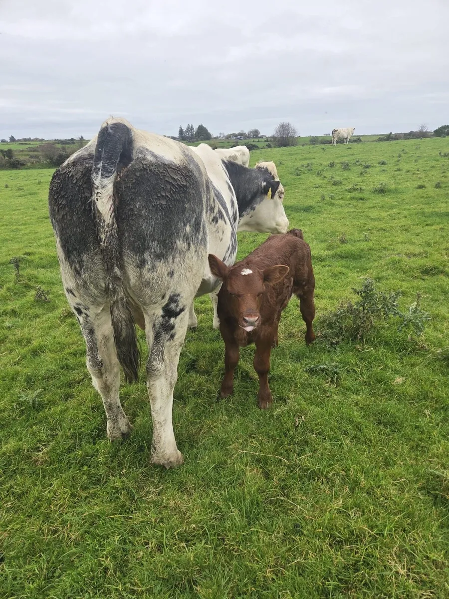 Belgium blue heifers - Image 4