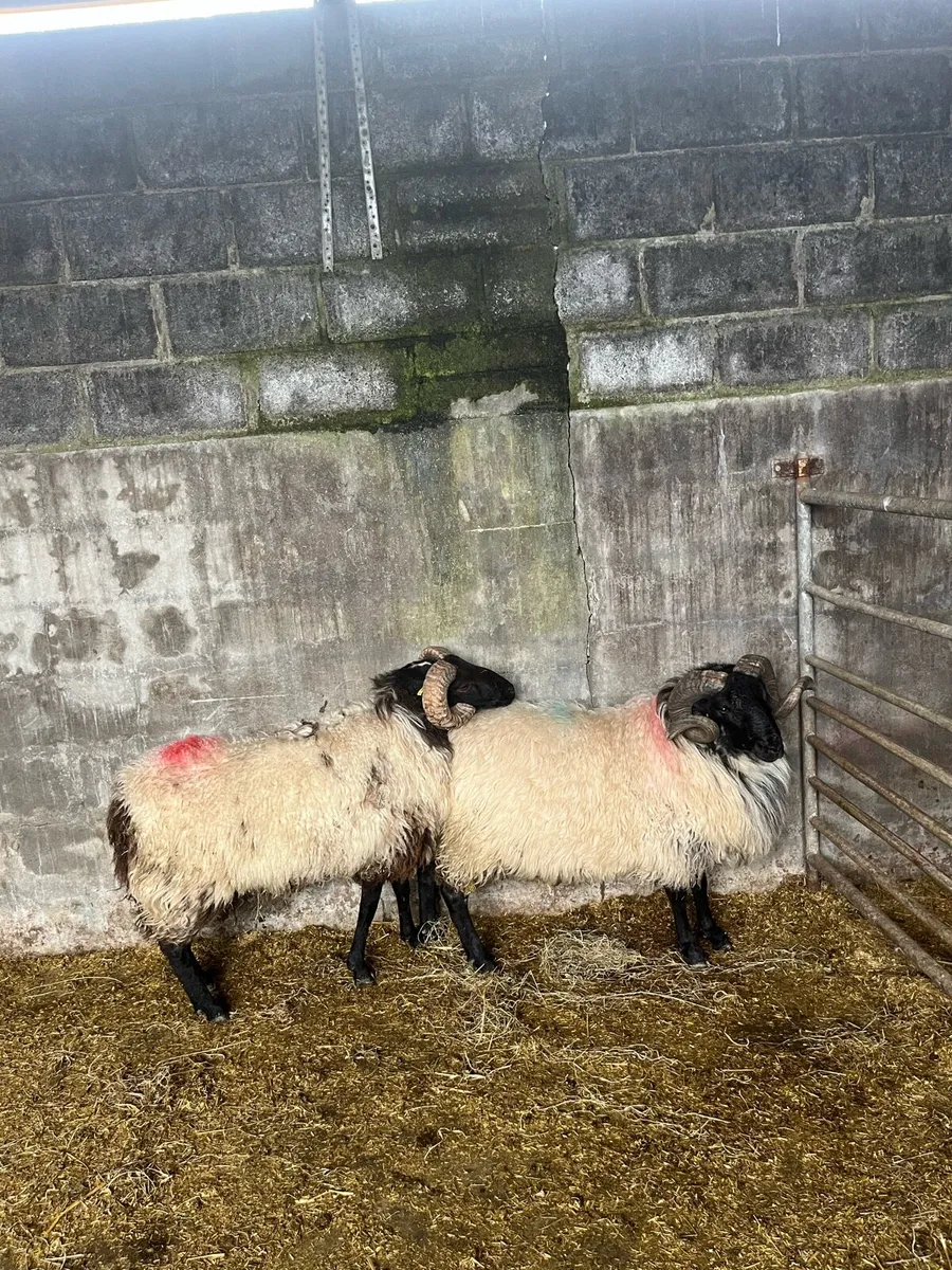 Sis hog rams - Image 1