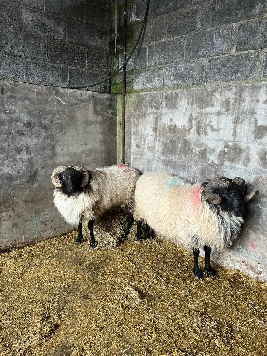 Sis hog rams - Image 2