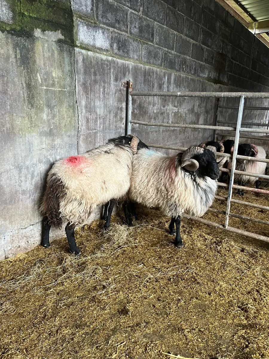 Sis hog rams - Image 3