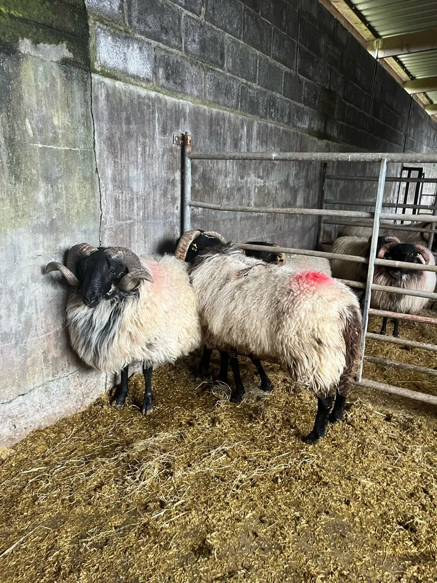 Sis hog rams - Image 4