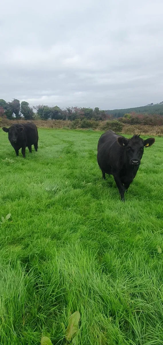 At castleisland mart next Wednesday 15th October - Image 1
