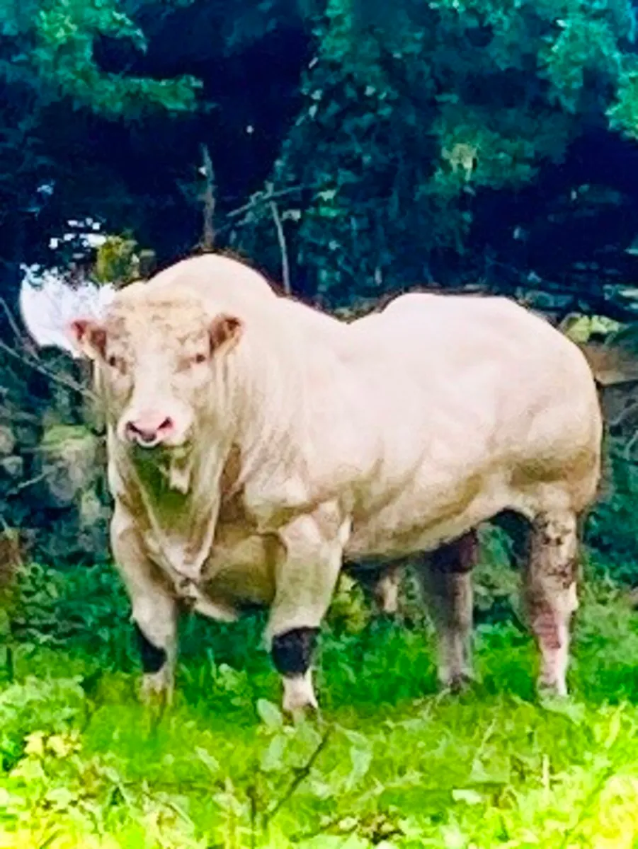 Charolais Bulls - powerful 💥 - Image 1
