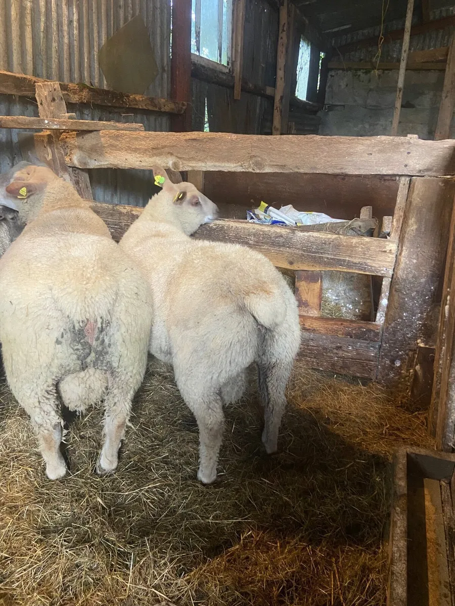 Ram Lambs - Image 3