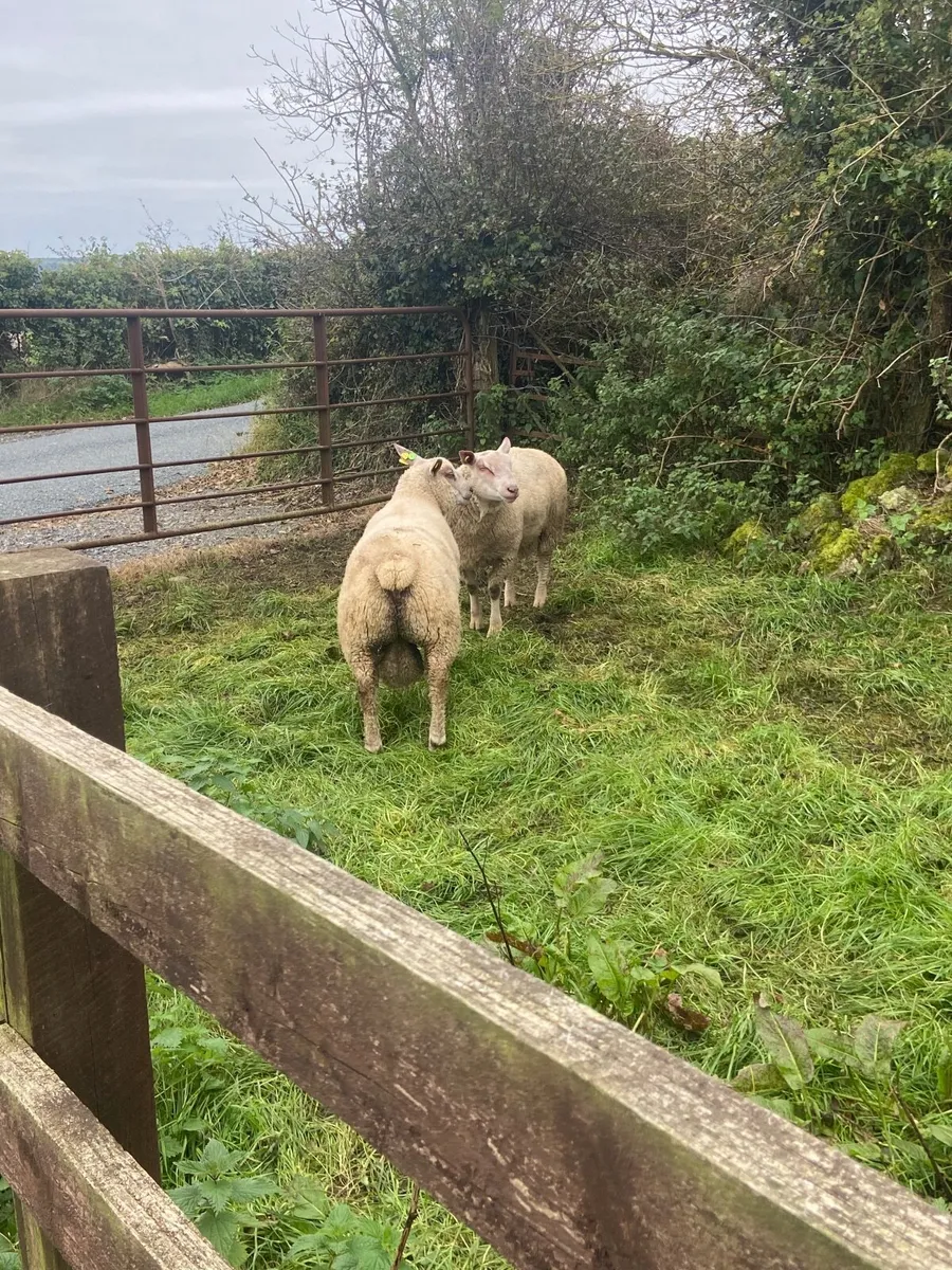 Ram Lambs - Image 4