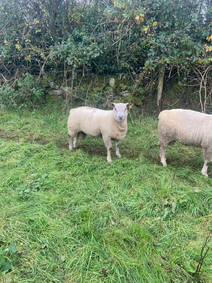 Ram Lambs - Image 1