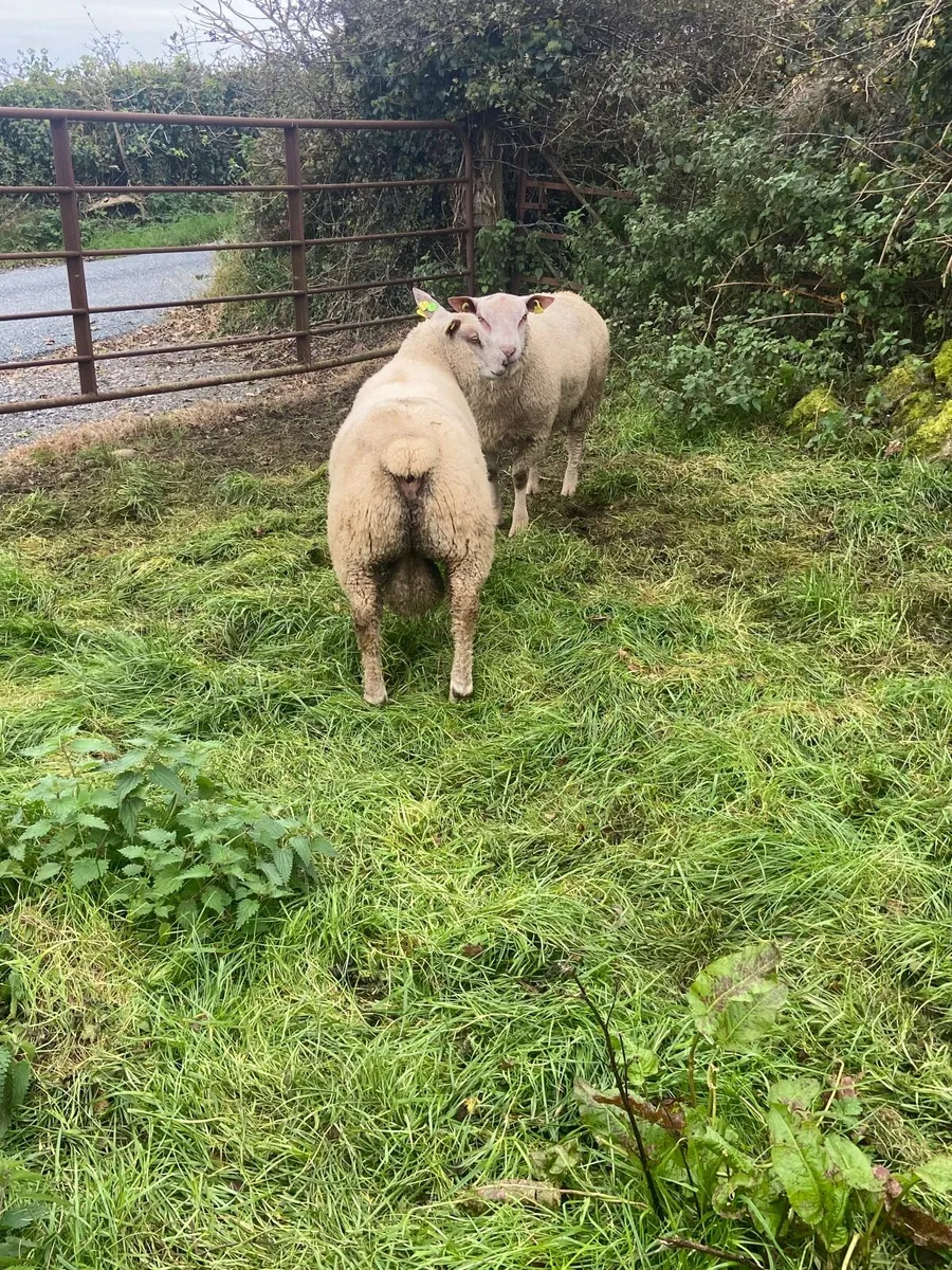 Ram Lambs - Image 2
