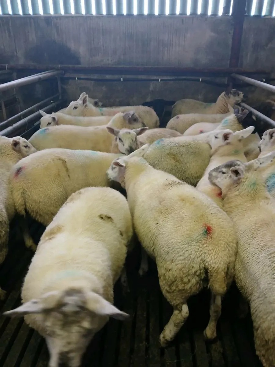 Ewe lambs - Image 1