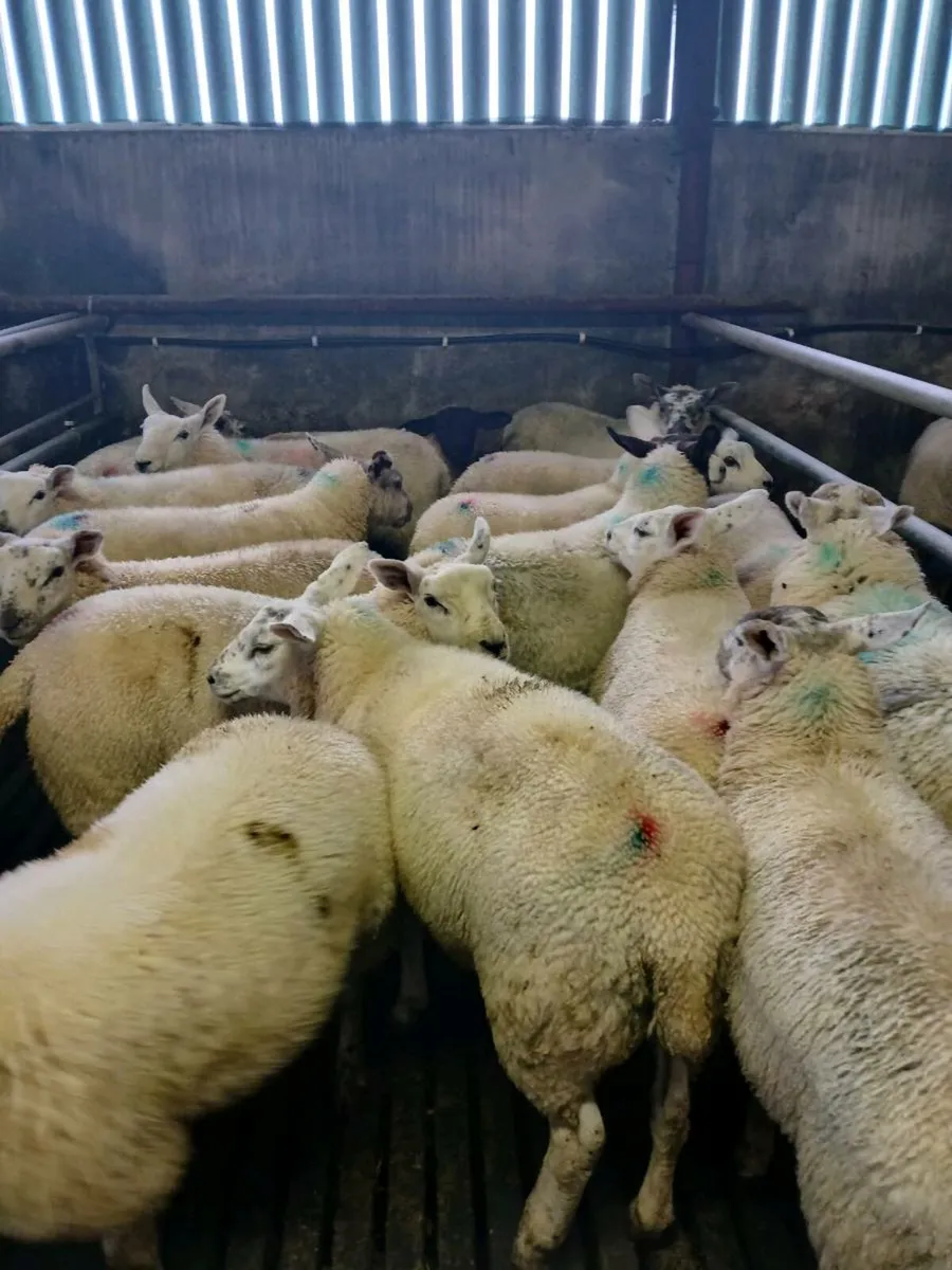 Ewe lambs - Image 2