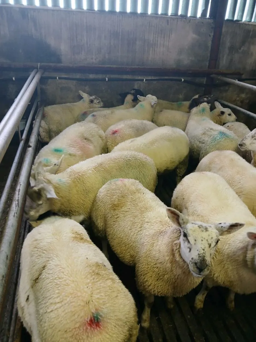 Ewe lambs - Image 3