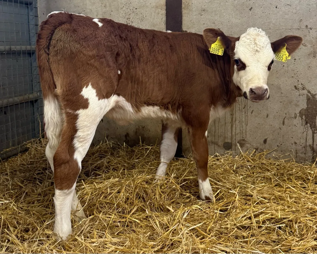 Charolais & Simmental - Image 1