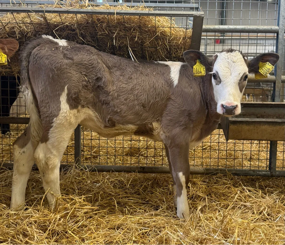 Charolais & Simmental - Image 2