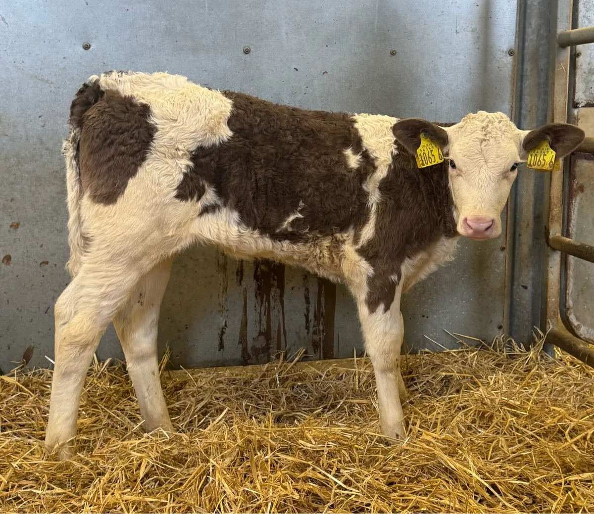 Charolais & Simmental - Image 3