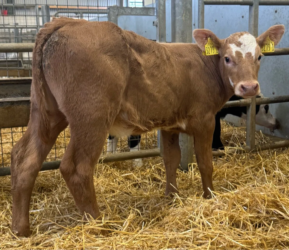 Charolais & Simmental - Image 4