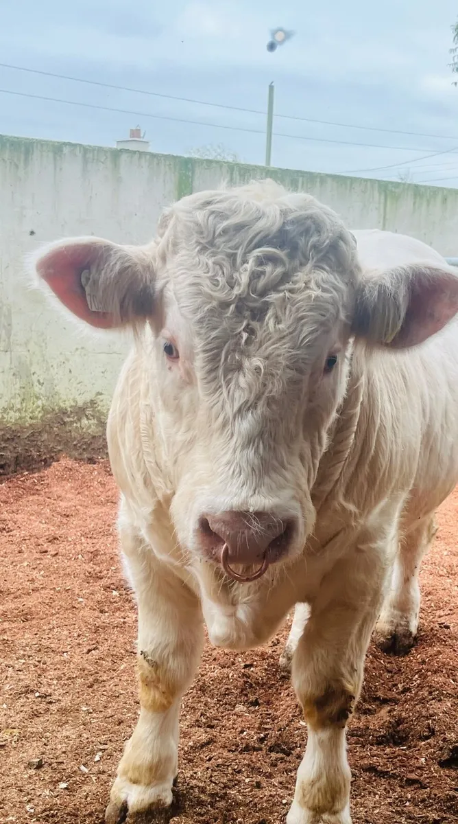 Pedigree Charolais bull (easy calver & vet checked - Image 3