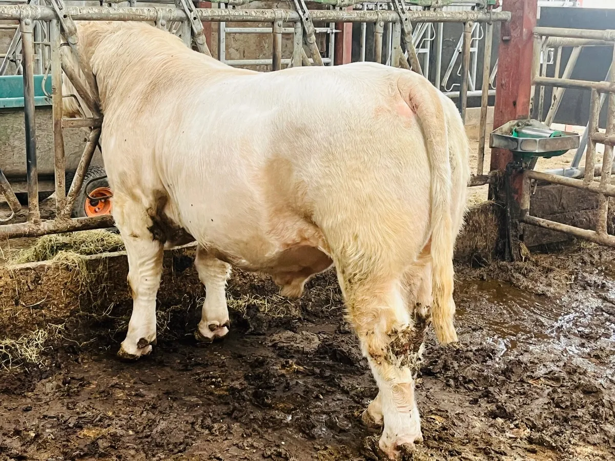 Pedigree Charolais bull (easy calver & vet checked - Image 2