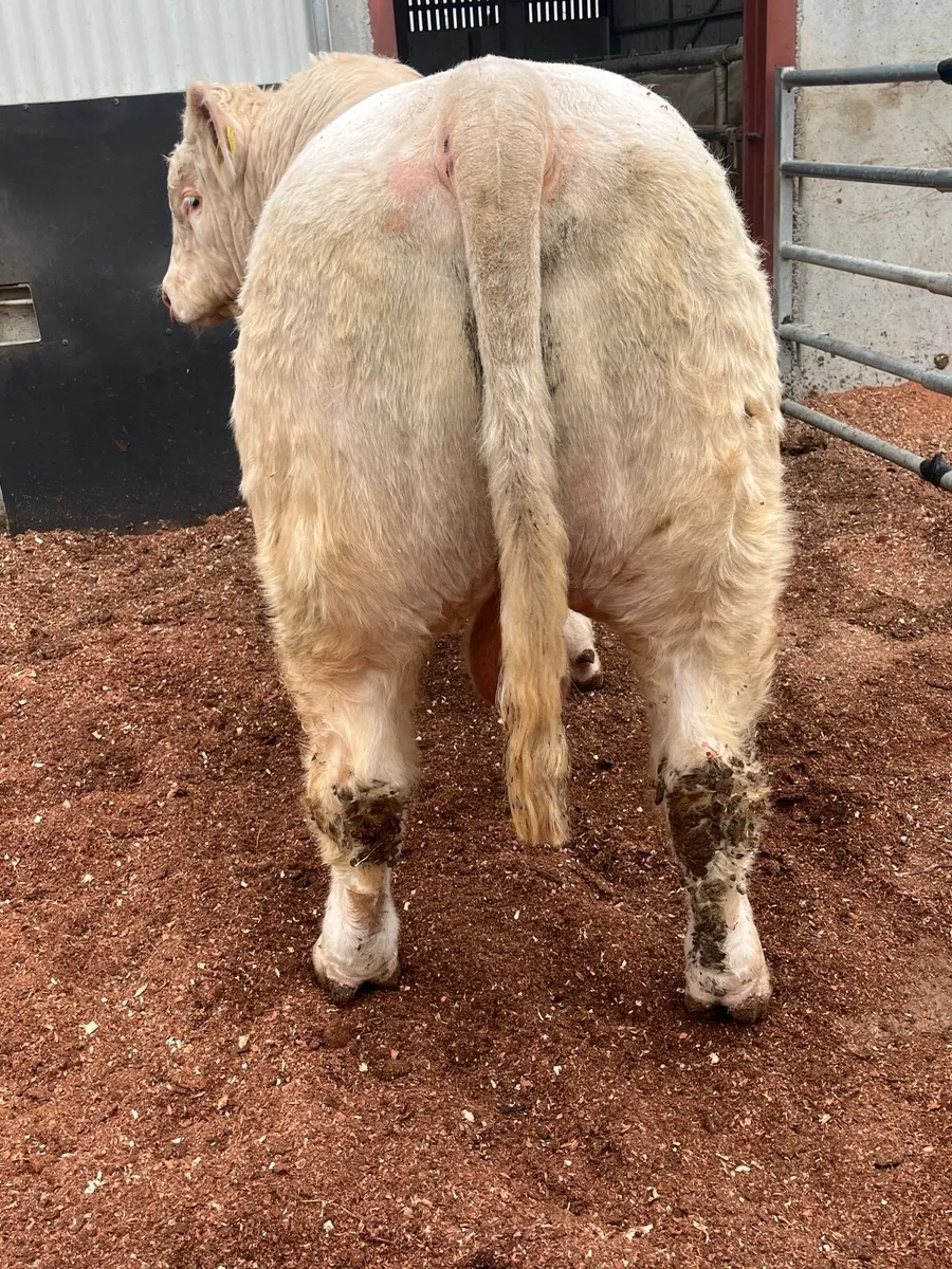 Pedigree Charolais bull (easy calver & vet checked - Image 4