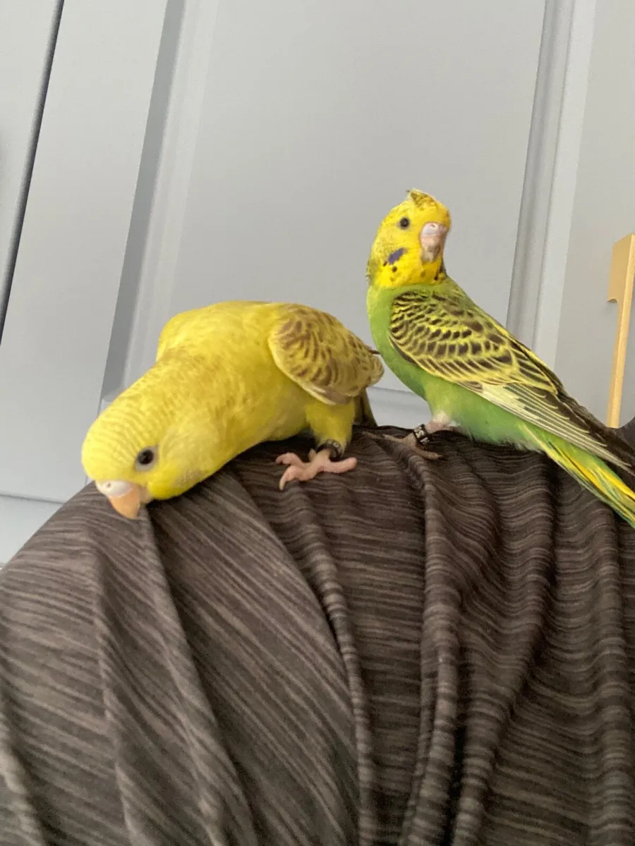 Handreared Budgies - Image 1